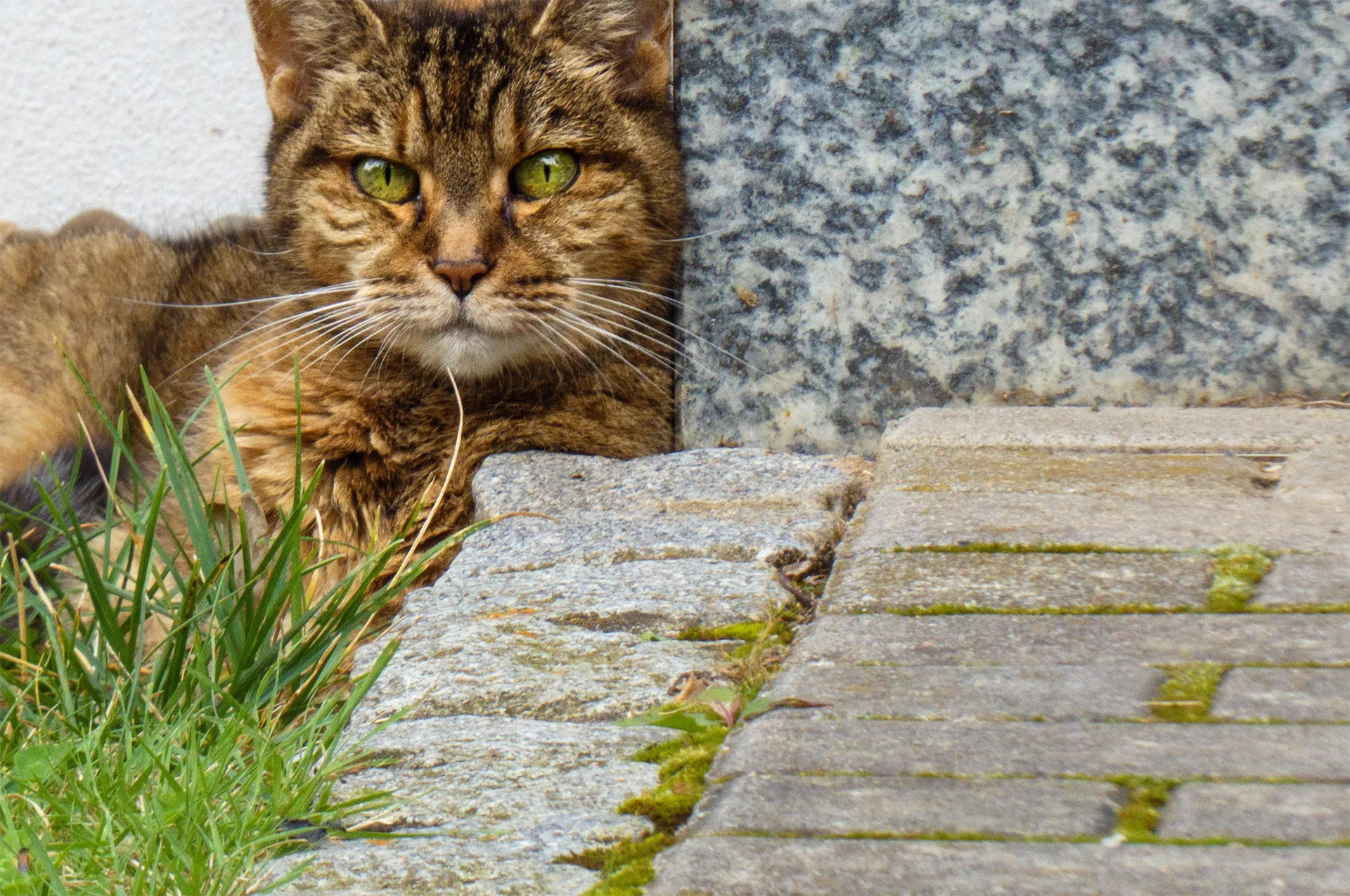 Unkrautfuchs Unkrautvernichter biologisch Anwendungsbereich Pflaster Terrassen