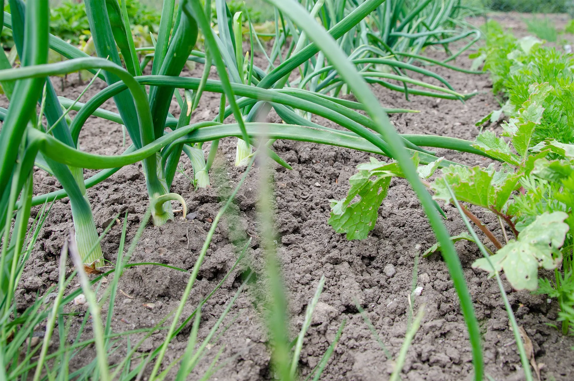 Unkrautfuchs Unkrautvernichter biologisch Anwendungsbereich Gemüsebeet