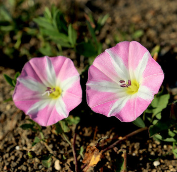 Ackerwinde erkennten rosa blüte weisse Blüte zur bekämpfung mit dem Unkrautfuchs