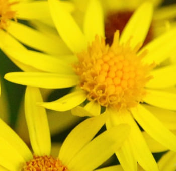 Jakobskreuzkraut Blüte Dolden gelb erkennen