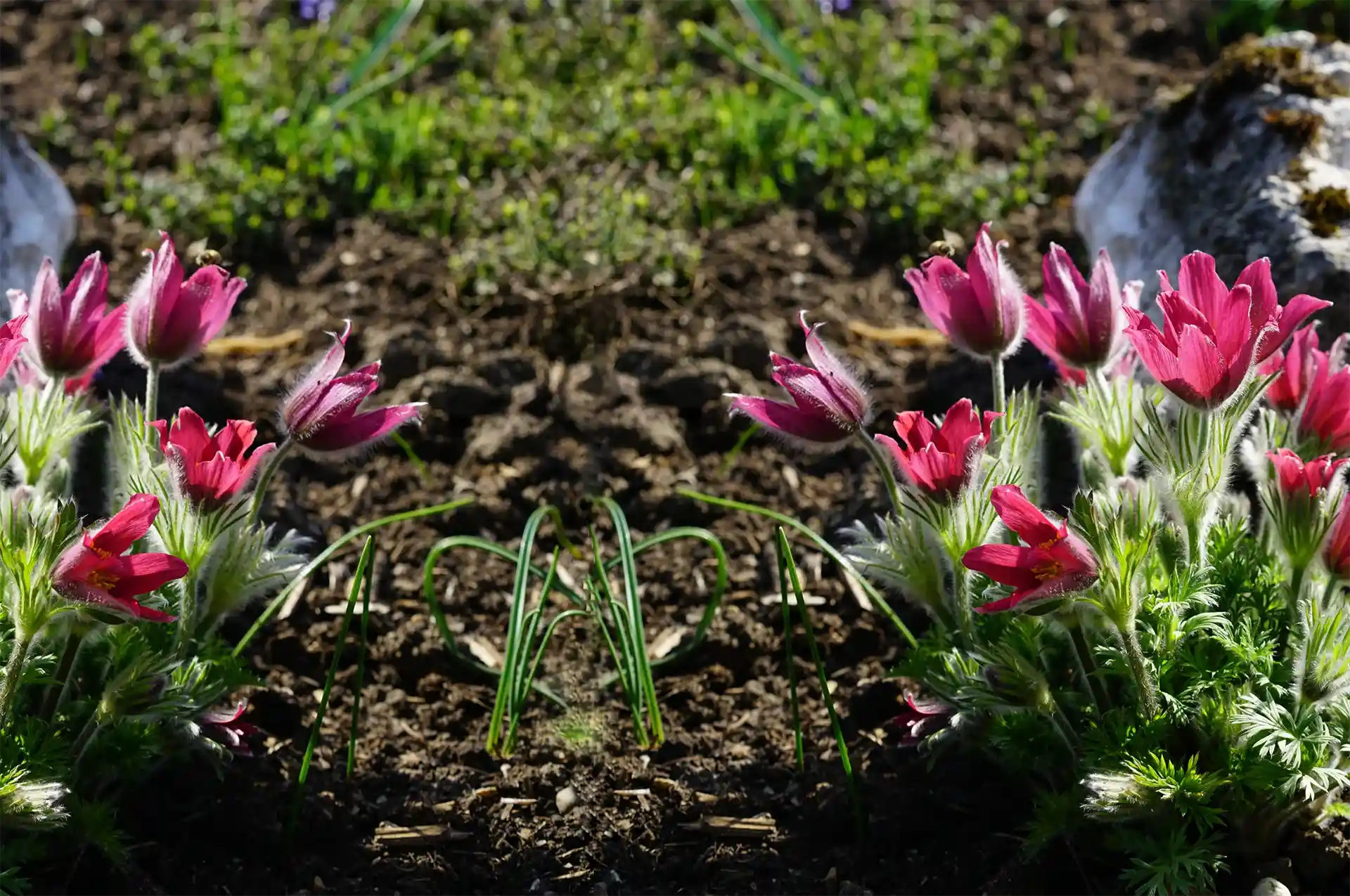 Unkrautfuchs Unkrautvernichtung Anwendung im Blumenbeet